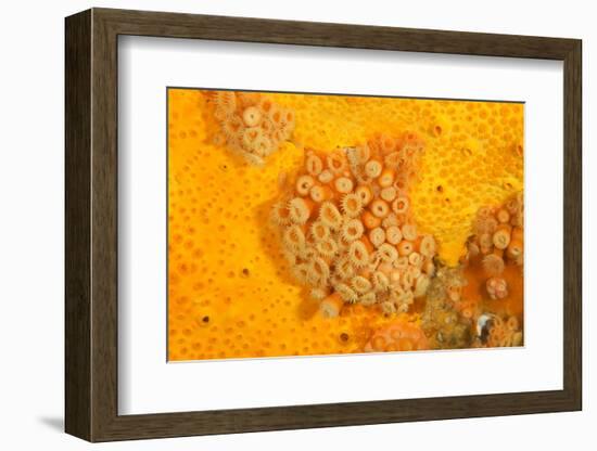 Yellow zoanthids, Poor Knights Islands, New Zealand-Sue Daly-Framed Photographic Print