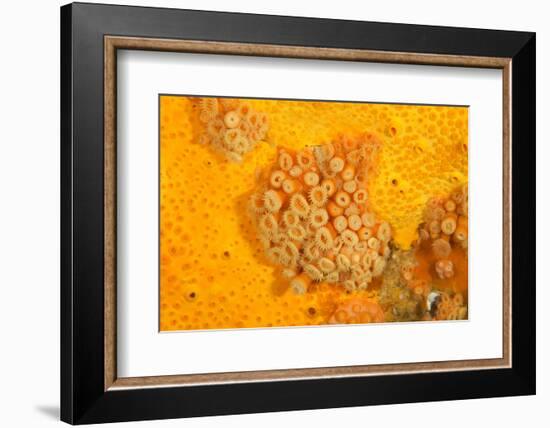 Yellow zoanthids, Poor Knights Islands, New Zealand-Sue Daly-Framed Photographic Print