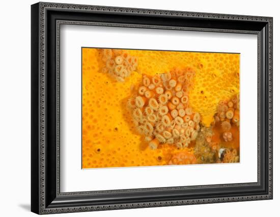 Yellow zoanthids, Poor Knights Islands, New Zealand-Sue Daly-Framed Photographic Print