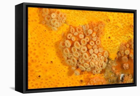 Yellow zoanthids, Poor Knights Islands, New Zealand-Sue Daly-Framed Premier Image Canvas