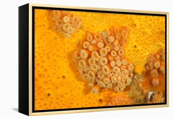 Yellow zoanthids, Poor Knights Islands, New Zealand-Sue Daly-Framed Premier Image Canvas