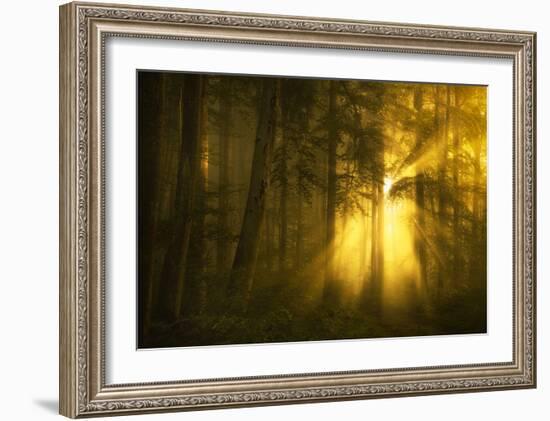 Yellow-Norbert Maier-Framed Art Print