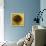 Yellow-Philippe Sainte-Laudy-Framed Premier Image Canvas displayed on a wall