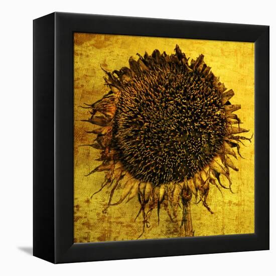 Yellow-Philippe Sainte-Laudy-Framed Premier Image Canvas