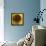 Yellow-Philippe Sainte-Laudy-Framed Premier Image Canvas displayed on a wall