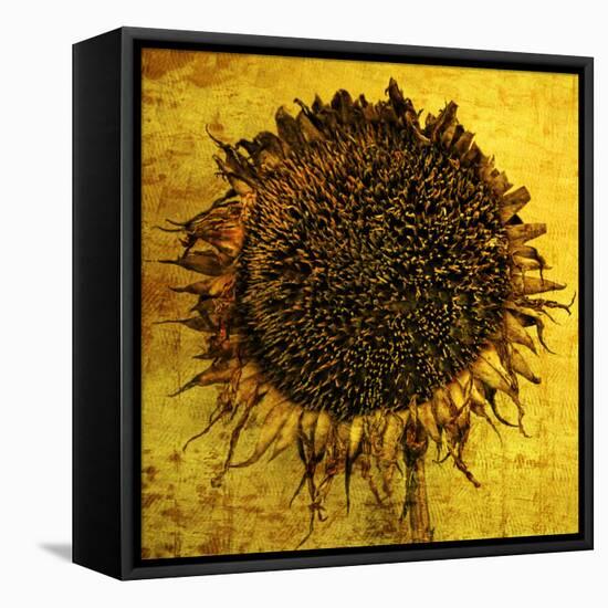 Yellow-Philippe Sainte-Laudy-Framed Premier Image Canvas