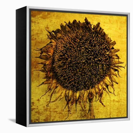 Yellow-Philippe Sainte-Laudy-Framed Premier Image Canvas