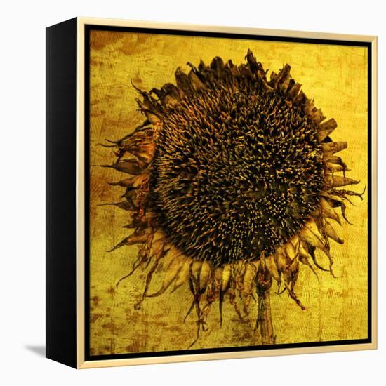 Yellow-Philippe Sainte-Laudy-Framed Premier Image Canvas
