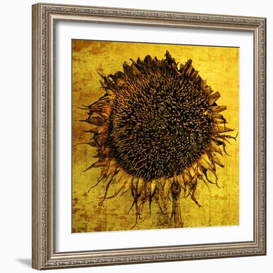 Yellow-Philippe Sainte-Laudy-Framed Photographic Print