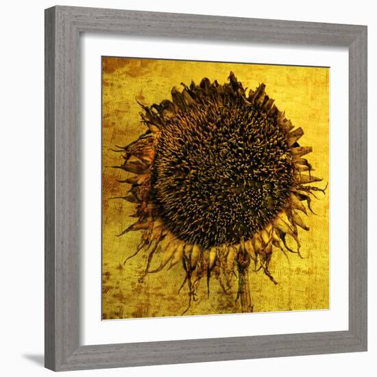 Yellow-Philippe Sainte-Laudy-Framed Photographic Print