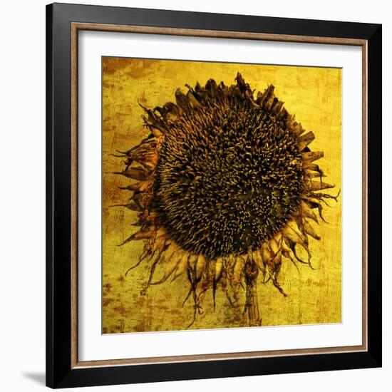 Yellow-Philippe Sainte-Laudy-Framed Photographic Print