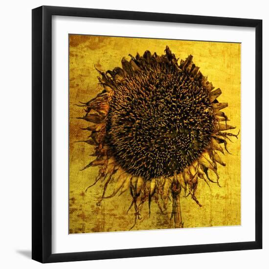 Yellow-Philippe Sainte-Laudy-Framed Photographic Print