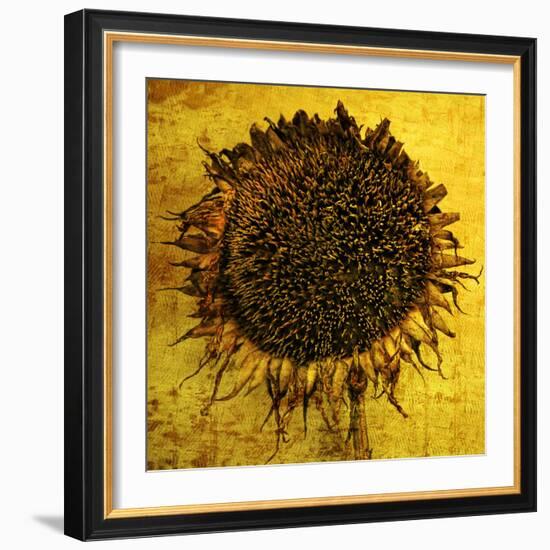 Yellow-Philippe Sainte-Laudy-Framed Photographic Print