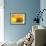 Yellow-Karyn Millet-Framed Photographic Print displayed on a wall