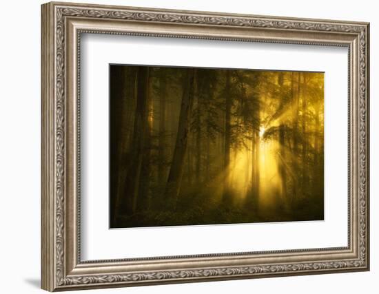 Yellow-Norbert Maier-Framed Photographic Print