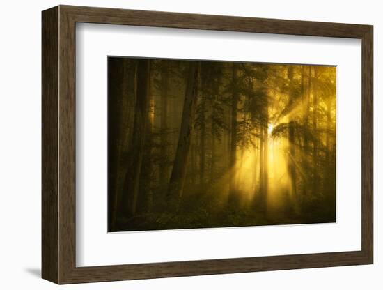 Yellow-Norbert Maier-Framed Photographic Print