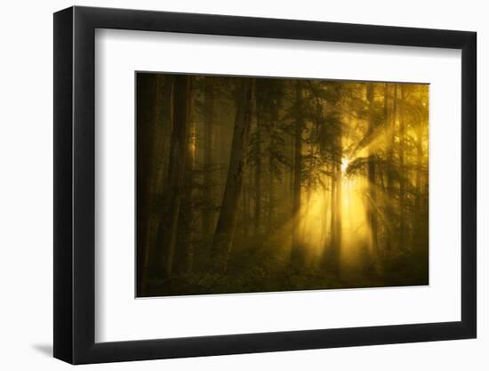 Yellow-Norbert Maier-Framed Photographic Print