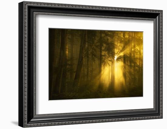 Yellow-Norbert Maier-Framed Photographic Print