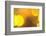 Yellow-Karyn Millet-Framed Photographic Print