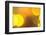 Yellow-Karyn Millet-Framed Photographic Print