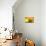 Yellow-Karyn Millet-Mounted Photographic Print displayed on a wall