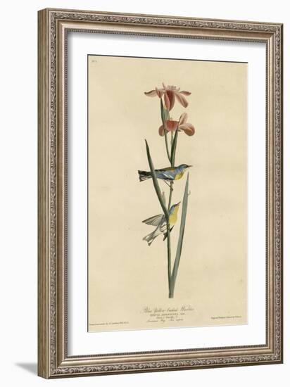 Yellowbackedwarbler-null-Framed Giclee Print