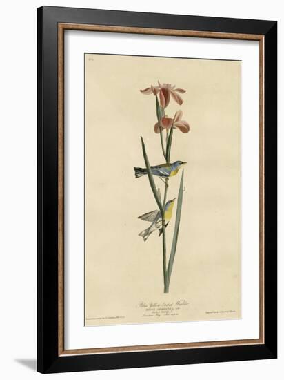 Yellowbackedwarbler-null-Framed Giclee Print