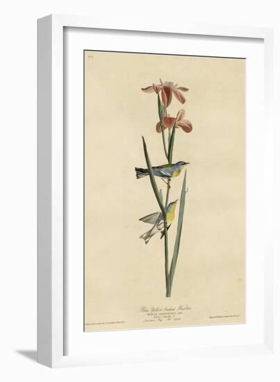 Yellowbackedwarbler-null-Framed Giclee Print