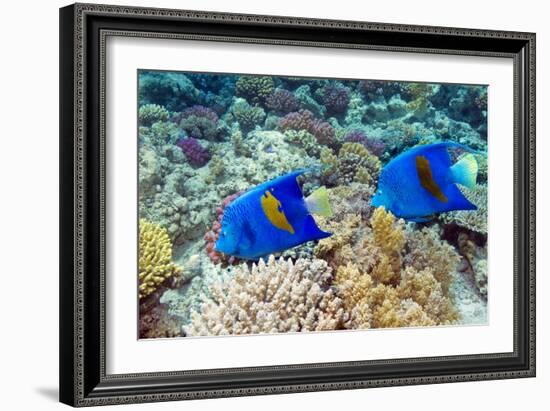 Yellowbar Angelfish-Georgette Douwma-Framed Photographic Print