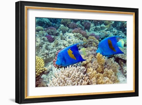Yellowbar Angelfish-Georgette Douwma-Framed Photographic Print