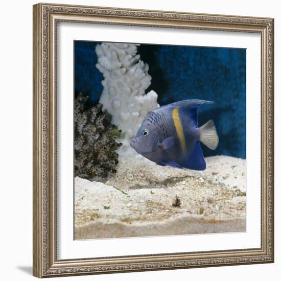 Yellowbar Purplemoon Angelfish Captive-Jane Burton-Framed Photographic Print