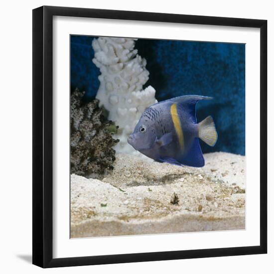 Yellowbar Purplemoon Angelfish Captive-Jane Burton-Framed Photographic Print