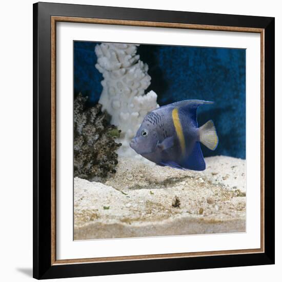 Yellowbar Purplemoon Angelfish Captive-Jane Burton-Framed Photographic Print