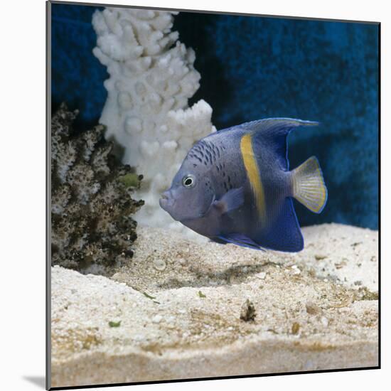 Yellowbar Purplemoon Angelfish Captive-Jane Burton-Mounted Photographic Print