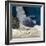 Yellowbar Purplemoon Angelfish Captive-Jane Burton-Framed Photographic Print