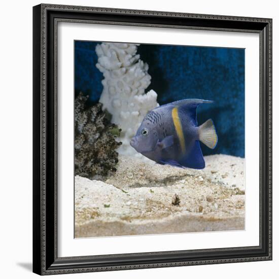 Yellowbar Purplemoon Angelfish Captive-Jane Burton-Framed Photographic Print