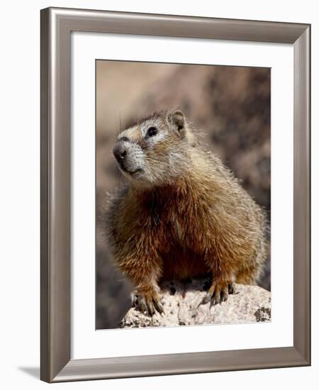 Yellowbelly Marmot (Marmota Flaviventris), Shoshone National Forest, Wyoming-null-Framed Photographic Print