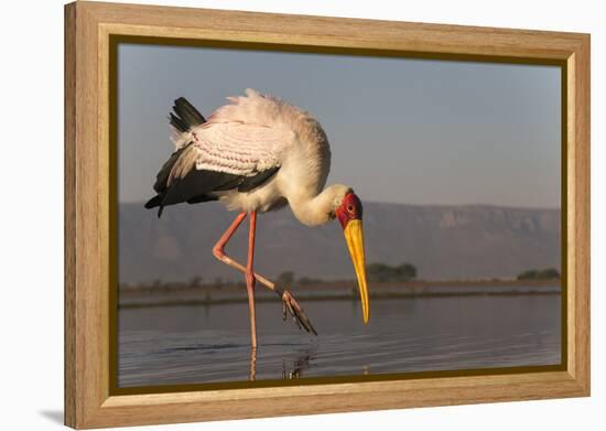 Yellowbilled stork (Mycteria ibis), Zimanga private game reserve, KwaZulu-Natal, South Africa, Afri-Ann and Steve Toon-Framed Premier Image Canvas