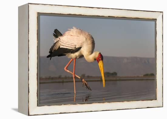 Yellowbilled stork (Mycteria ibis), Zimanga private game reserve, KwaZulu-Natal, South Africa, Afri-Ann and Steve Toon-Framed Premier Image Canvas