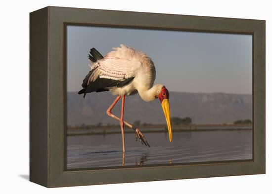 Yellowbilled stork (Mycteria ibis), Zimanga private game reserve, KwaZulu-Natal, South Africa, Afri-Ann and Steve Toon-Framed Premier Image Canvas