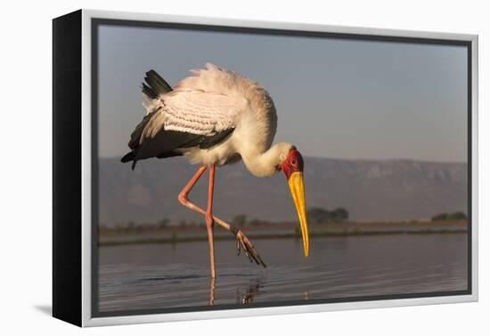 Yellowbilled stork (Mycteria ibis), Zimanga private game reserve, KwaZulu-Natal, South Africa, Afri-Ann and Steve Toon-Framed Premier Image Canvas