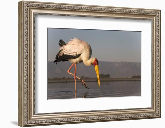 Yellowbilled stork (Mycteria ibis), Zimanga private game reserve, KwaZulu-Natal, South Africa, Afri-Ann and Steve Toon-Framed Photographic Print