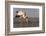 Yellowbilled stork (Mycteria ibis), Zimanga private game reserve, KwaZulu-Natal, South Africa, Afri-Ann and Steve Toon-Framed Photographic Print