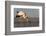 Yellowbilled stork (Mycteria ibis), Zimanga private game reserve, KwaZulu-Natal, South Africa, Afri-Ann and Steve Toon-Framed Photographic Print