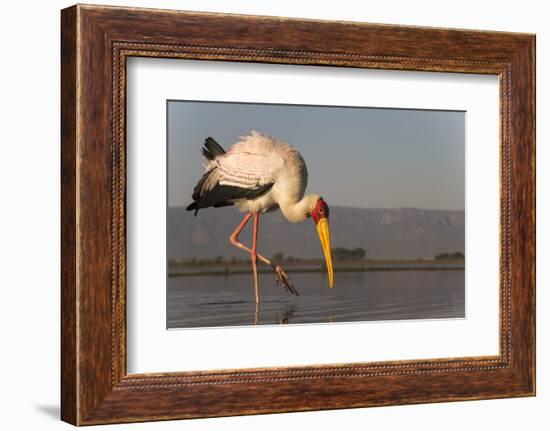 Yellowbilled stork (Mycteria ibis), Zimanga private game reserve, KwaZulu-Natal, South Africa, Afri-Ann and Steve Toon-Framed Photographic Print