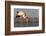 Yellowbilled stork (Mycteria ibis), Zimanga private game reserve, KwaZulu-Natal, South Africa, Afri-Ann and Steve Toon-Framed Photographic Print