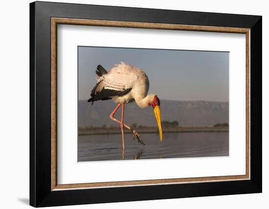 Yellowbilled stork (Mycteria ibis), Zimanga private game reserve, KwaZulu-Natal, South Africa, Afri-Ann and Steve Toon-Framed Photographic Print