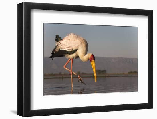 Yellowbilled stork (Mycteria ibis), Zimanga private game reserve, KwaZulu-Natal, South Africa, Afri-Ann and Steve Toon-Framed Photographic Print