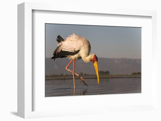 Yellowbilled stork (Mycteria ibis), Zimanga private game reserve, KwaZulu-Natal, South Africa, Afri-Ann and Steve Toon-Framed Photographic Print