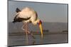 Yellowbilled stork (Mycteria ibis), Zimanga private game reserve, KwaZulu-Natal, South Africa, Afri-Ann and Steve Toon-Mounted Photographic Print